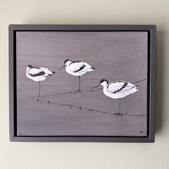 Avocets