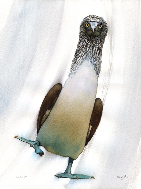 BIRD CCXXXV - Blue-footed booby