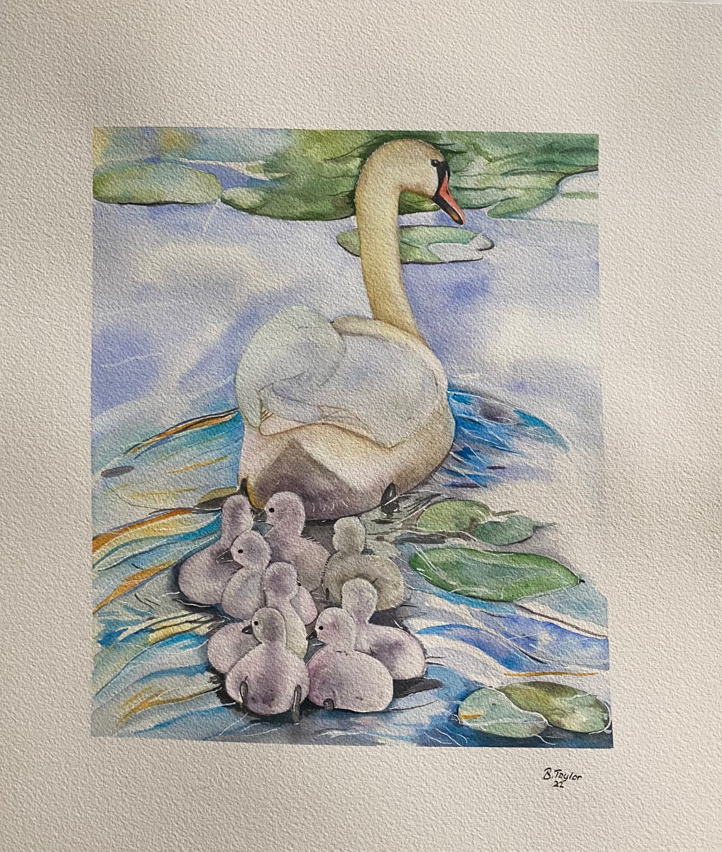 Follow the leader. Swans watercolour painting by Bethany Taylor