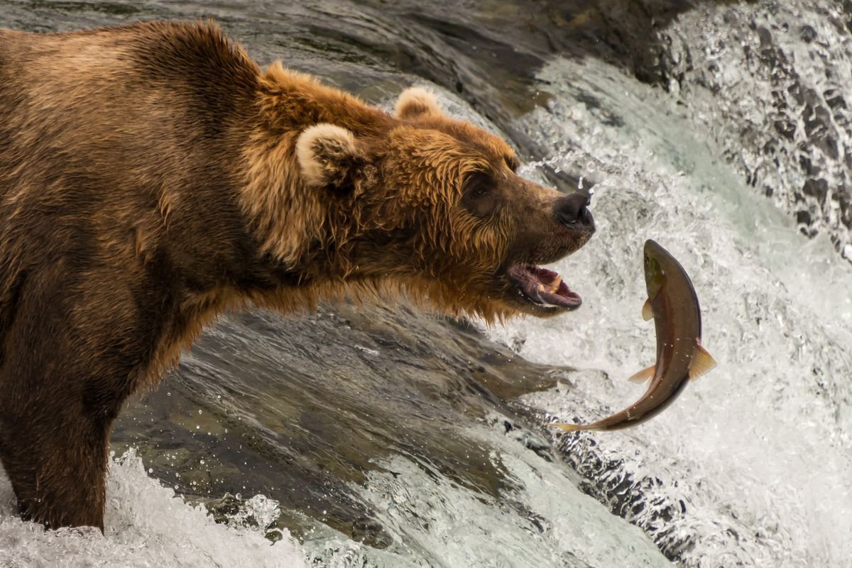 Photorealistic Animal Photograph By Nick Dale, 18 X 13", Bear Necessities, Original Artwork