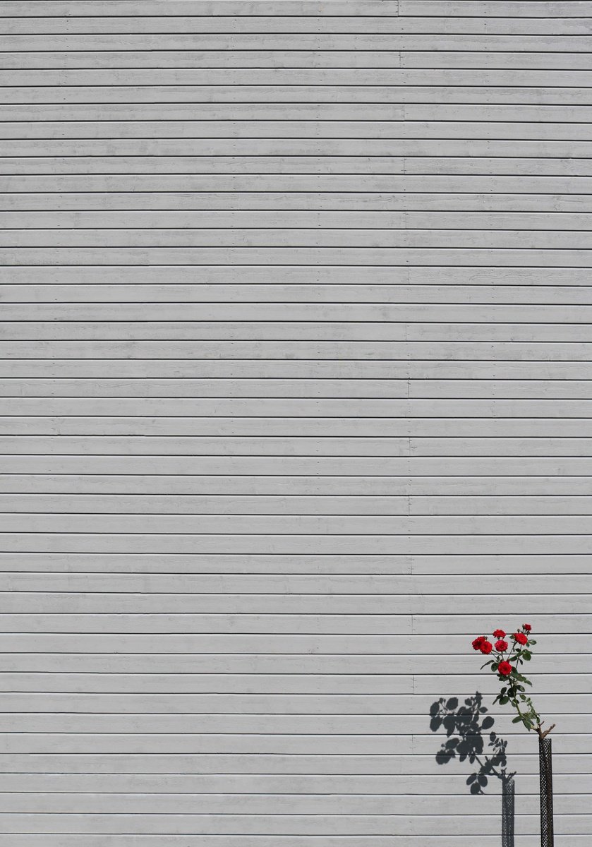 Single flower by Marcus Cederberg