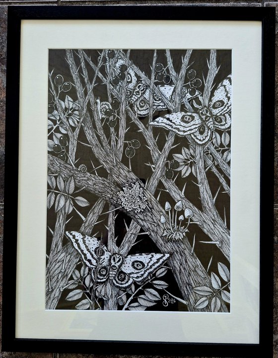 Caught in the Blackthorn
