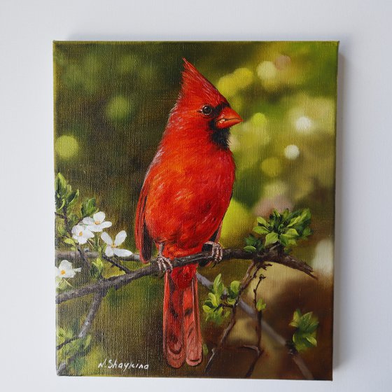 Red Cardinal with Spring Blossoms