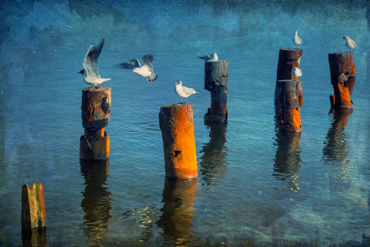 Seven seagulls (Story 3) by Valerix