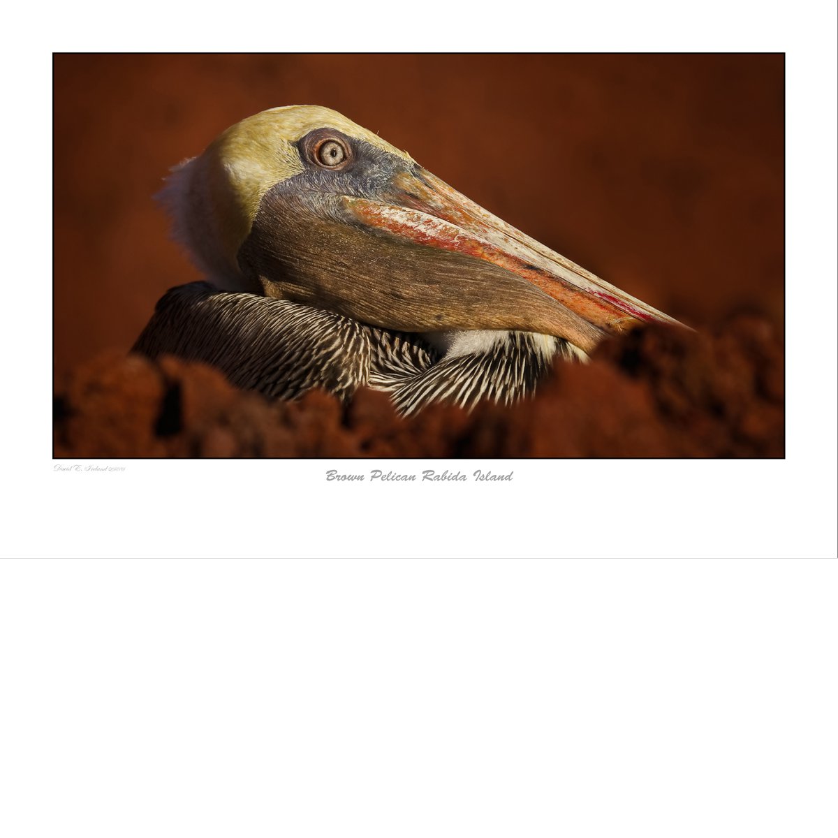 Brown Pelican Galapagos Islands by David Ireland