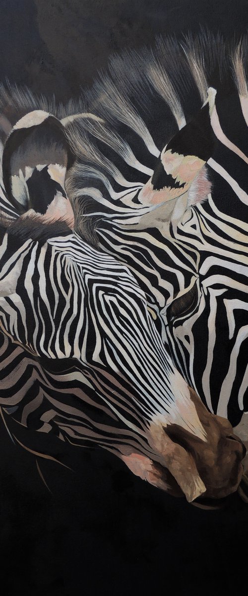 Beautiful zebras by Kakajan Charyyev