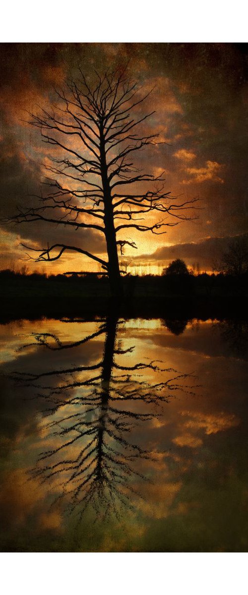 Sunset Tree & Reflections by Martin  Fry