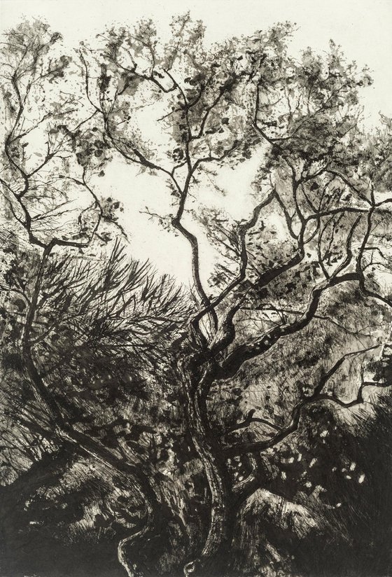 Westonbirt Oak