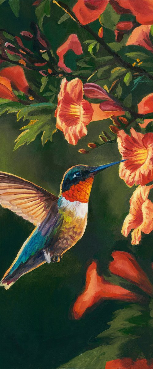 Hummingbird with trumpet vine by Lucia Verdejo