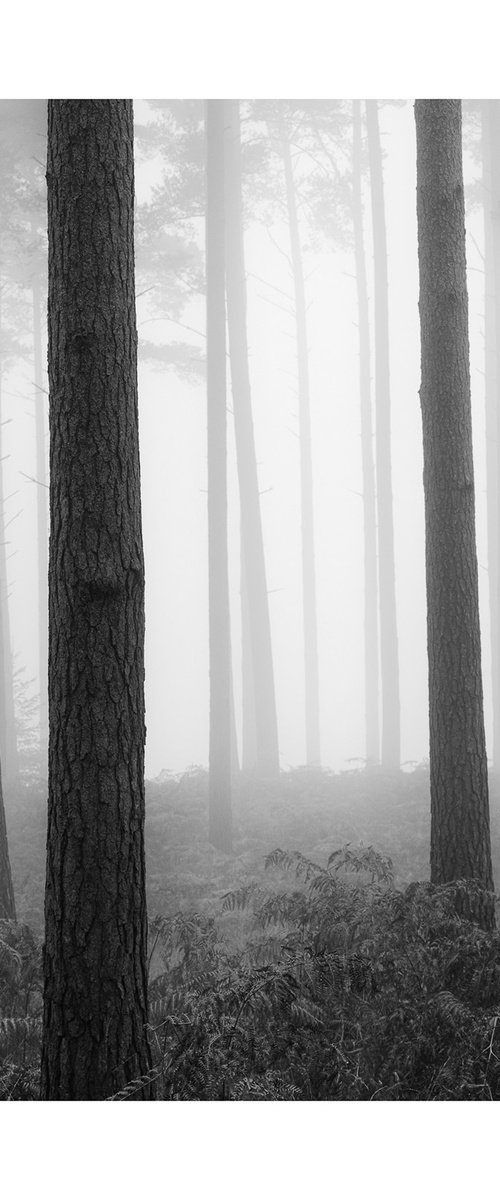 New Forest 2011-XV by David Baker