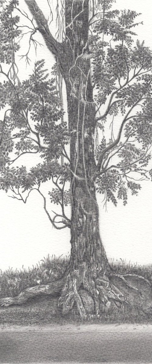 India Mahogany Tree by Shweta Mahajan