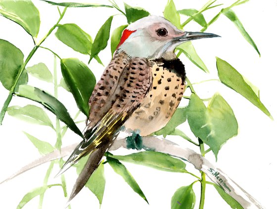 Northern Flicker