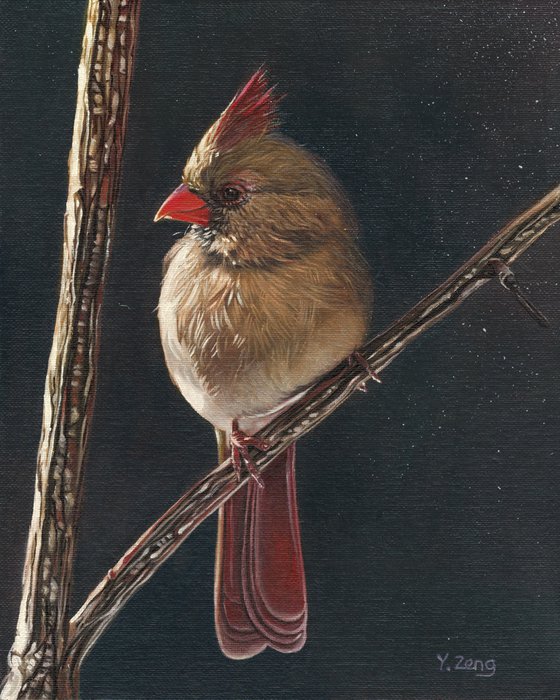 Female cardinal bird/red bird