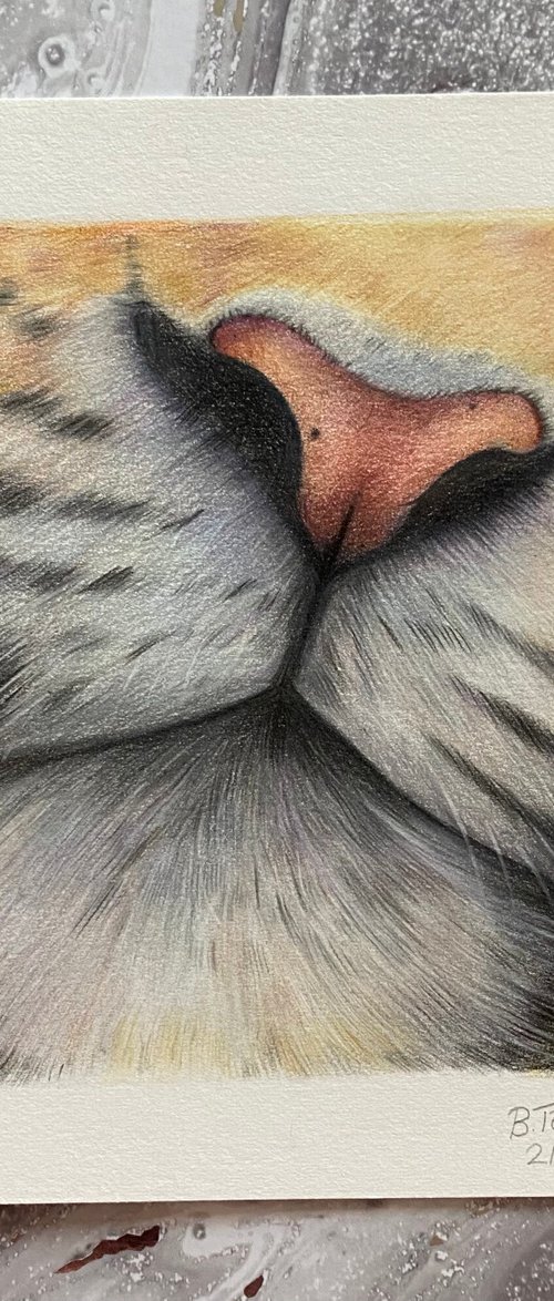 Tiger nose study by Bethany Taylor
