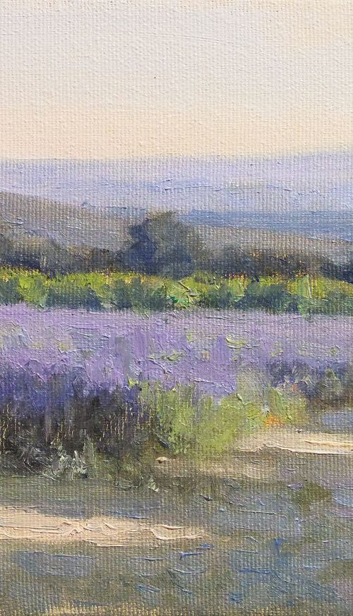 Lavender near Taulignan by Pascal Giroud
