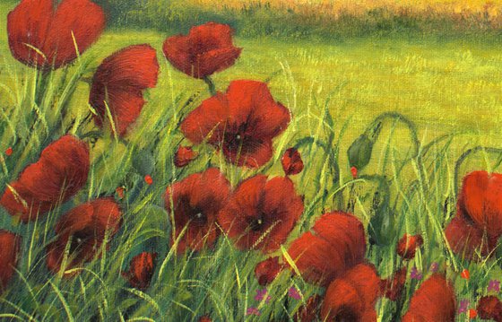 Red poppies