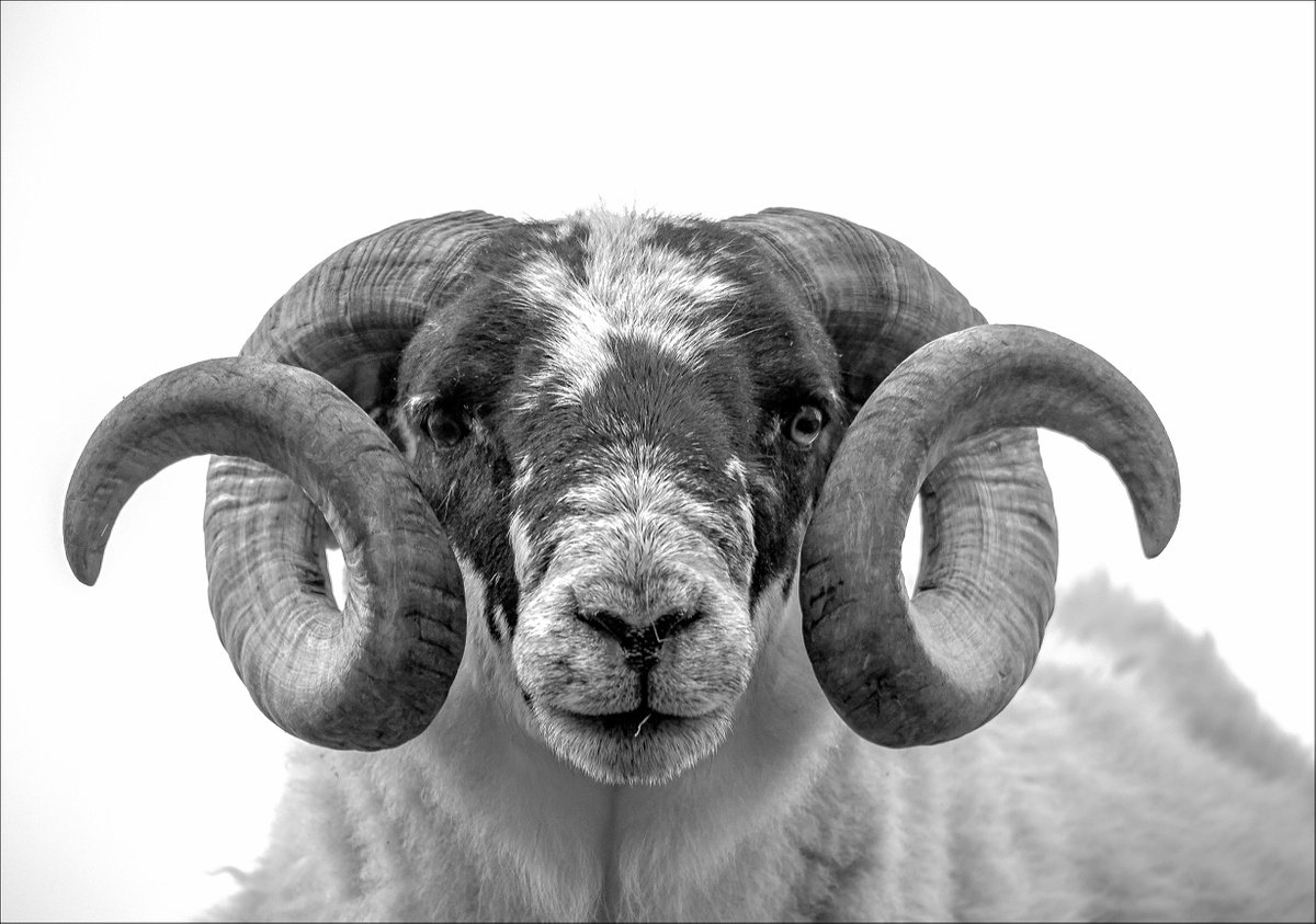 Photorealistic Animal Photograph By Stephen Hodgetts Photography, 19 X 13", Blackface Ram-Island Of Lewis, Original Artwork