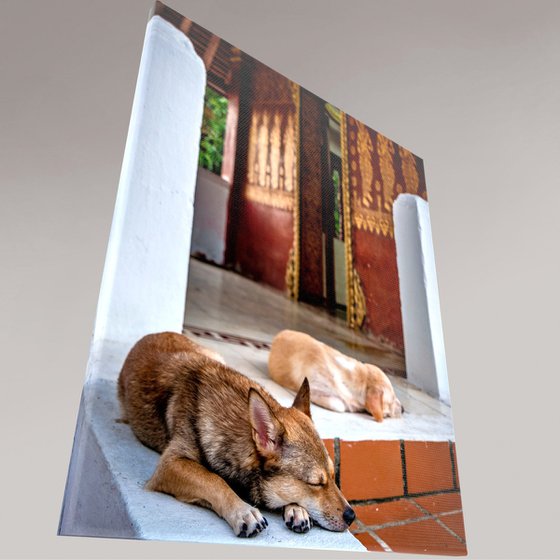 Temple Dogs of Laos No.2