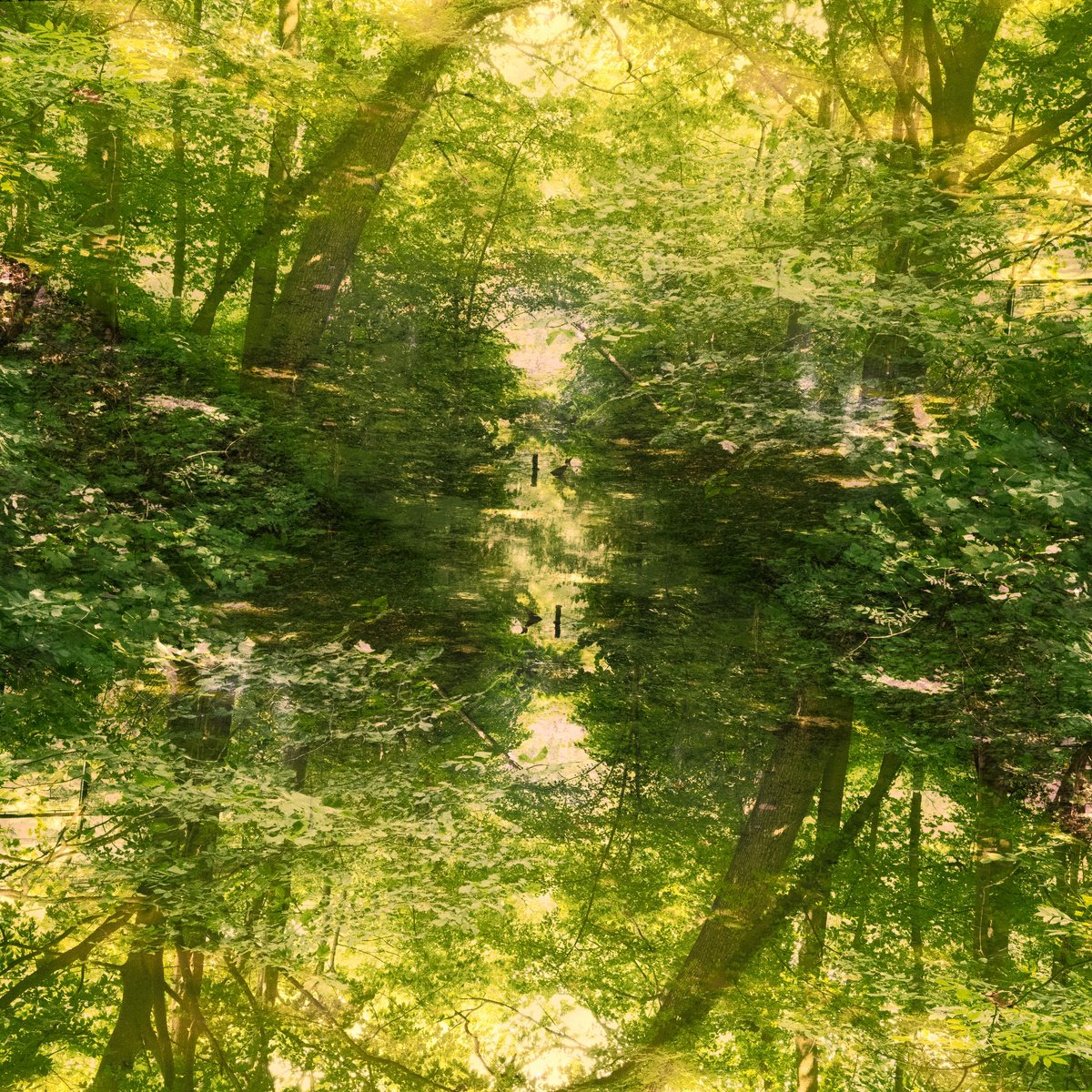 Abstract Photograph , The Power Of Green By Chiara Vignudelli, 20 X 20, Artwork For Sale On Artfinder