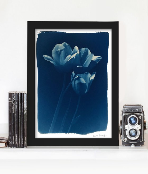 Tulips (cyanotype)