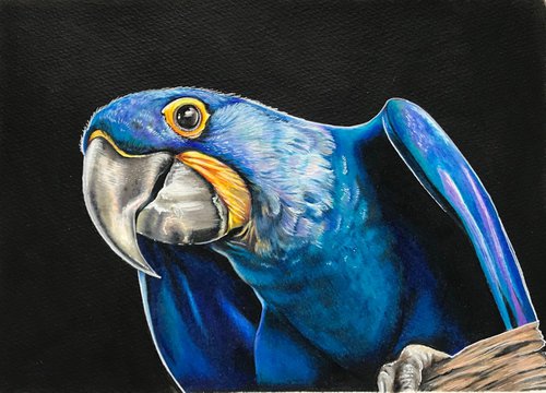 Hyacinth Macaw by Karen Elaine  Evans