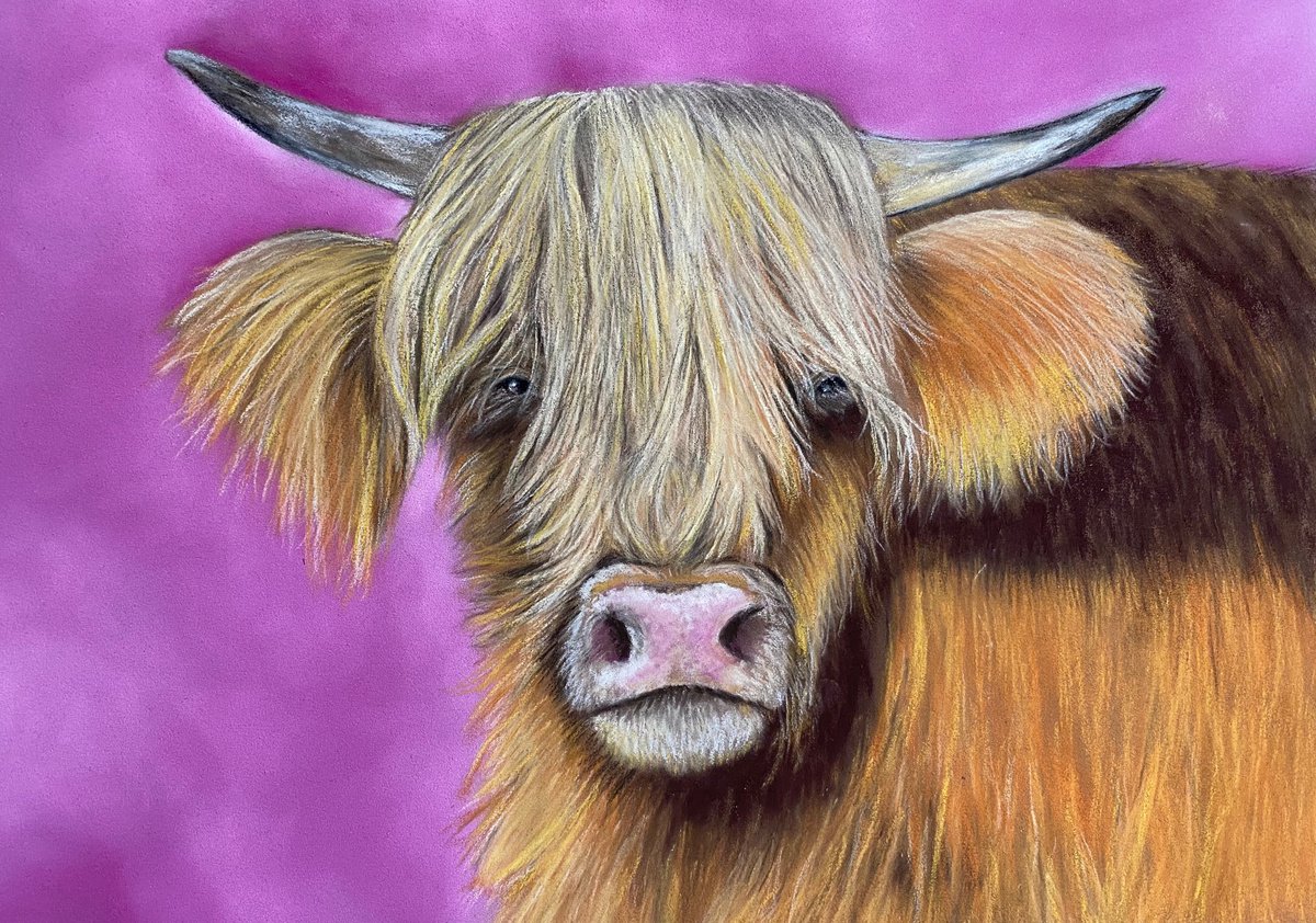 Highland cow by Maxine Taylor