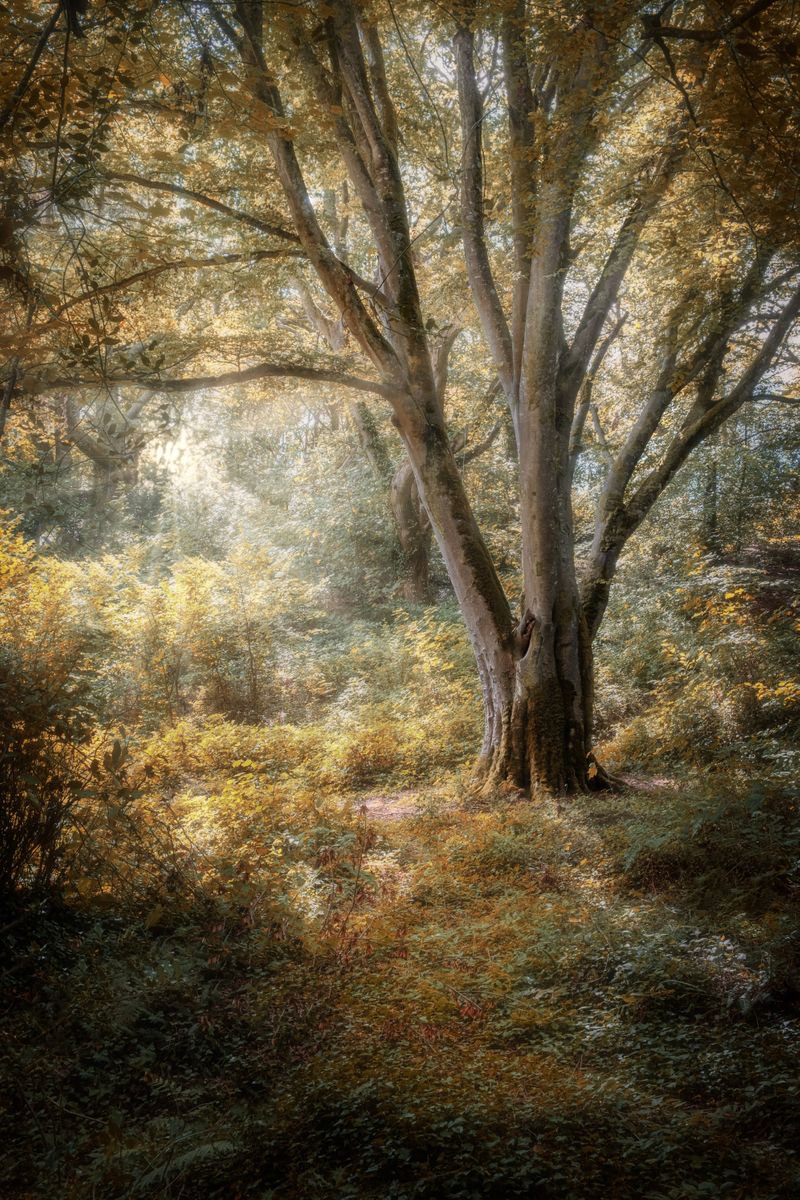Photorealistic Photograph , Lone Beech Tree In Autumn By Paul Nash, 16 X 24, Artwork For Sale On Artfinder