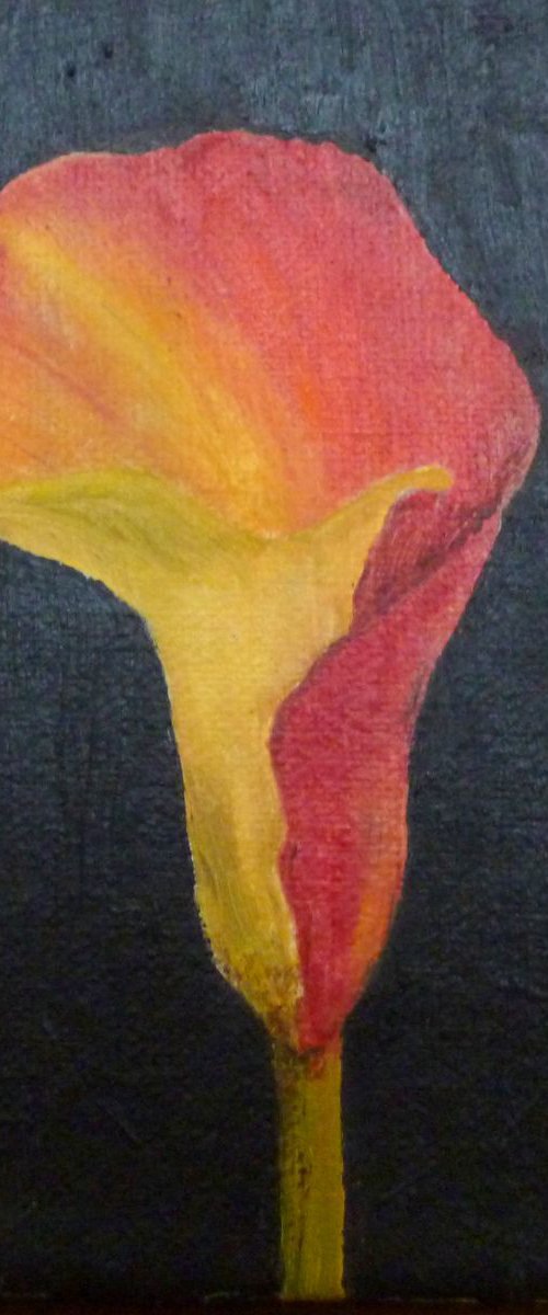 Zantedeschia by Maddalena Pacini