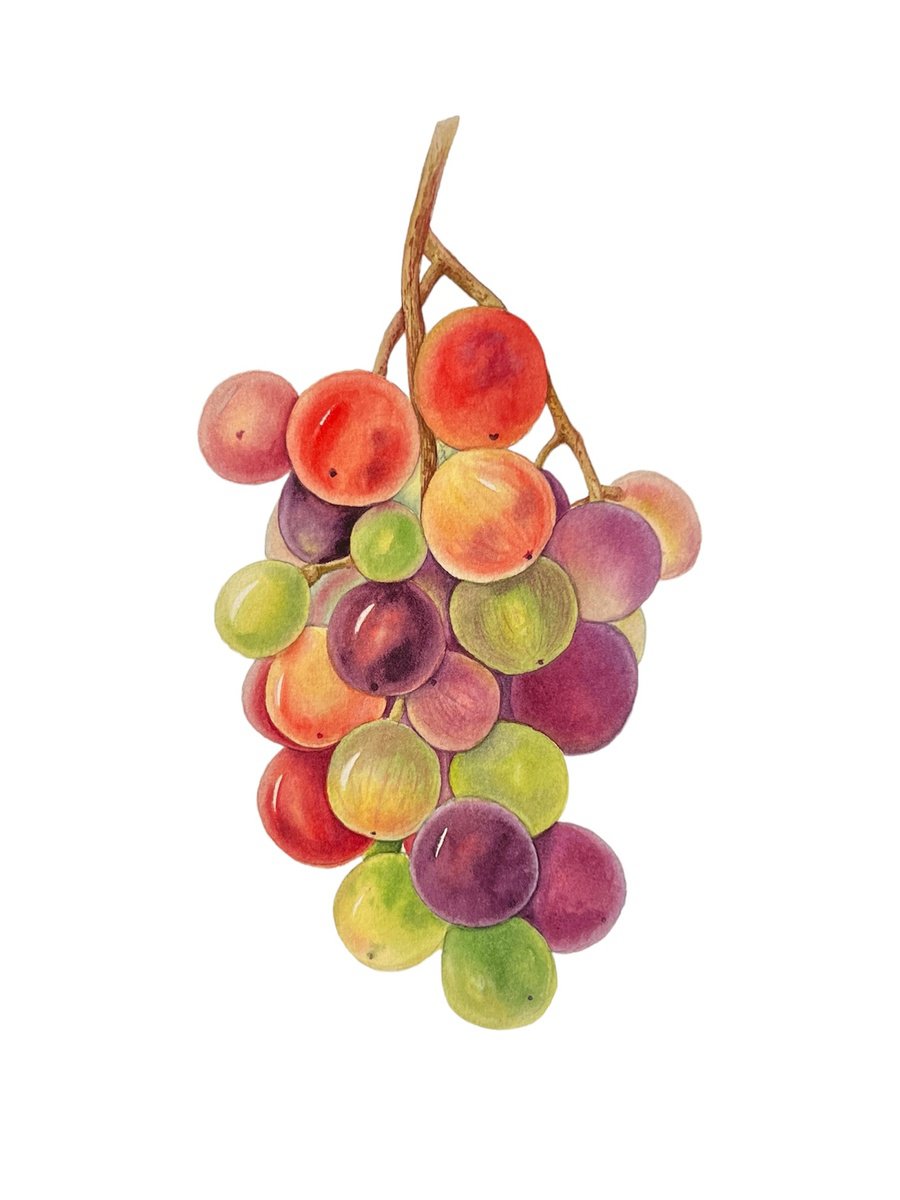A bunch of grapes. Original watercolour arwork. by Nataliia Kupchyk