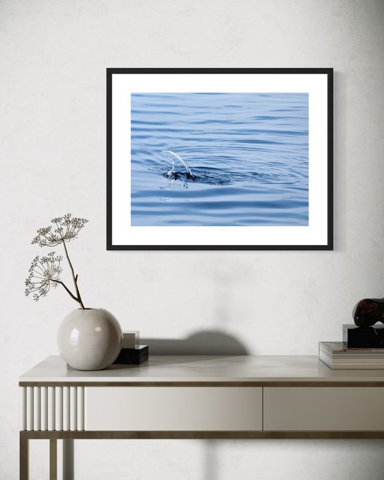DOLPHIN WAKE