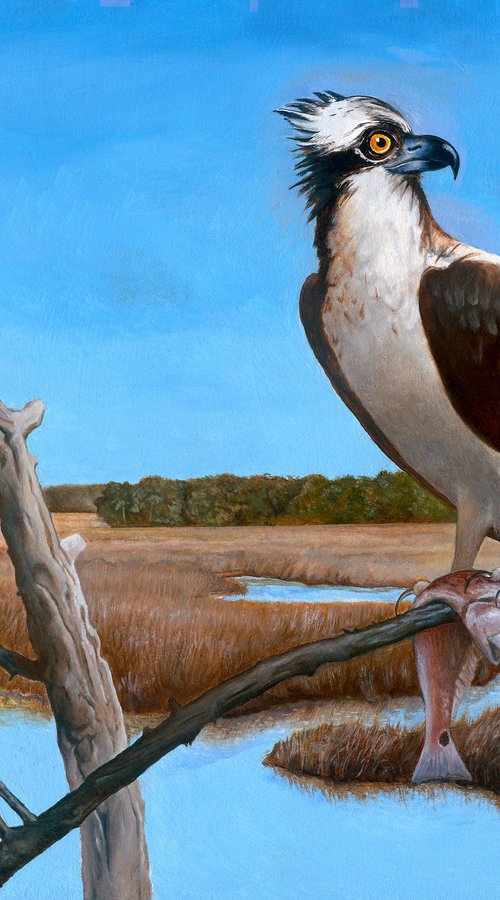 Osprey on Mason Creek by John Harne