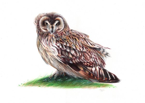 Short-eared Owl - Bird Portrait