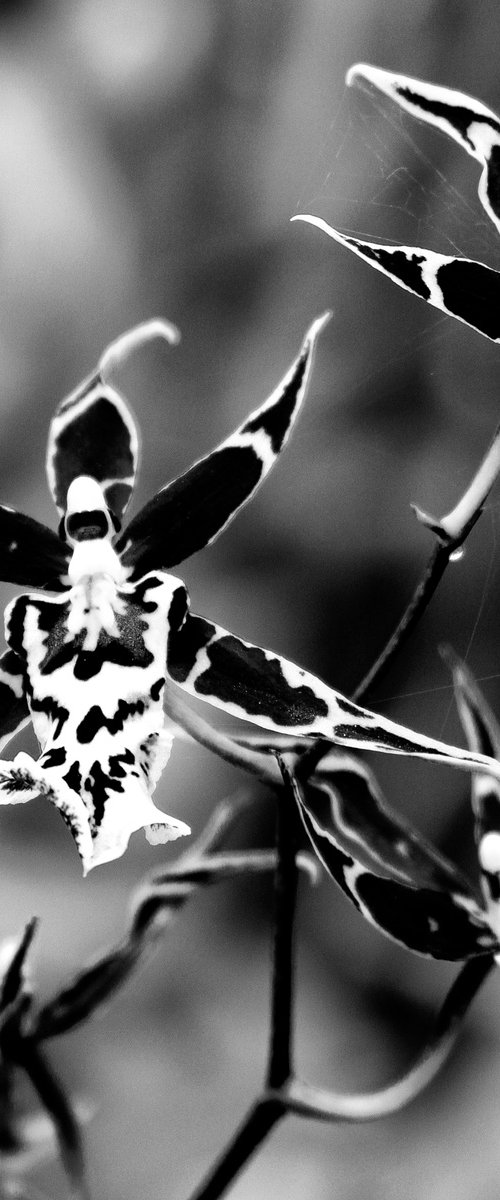 THE CHRISTMAS SPIDER ORCHIDS Landers CA by William Dey