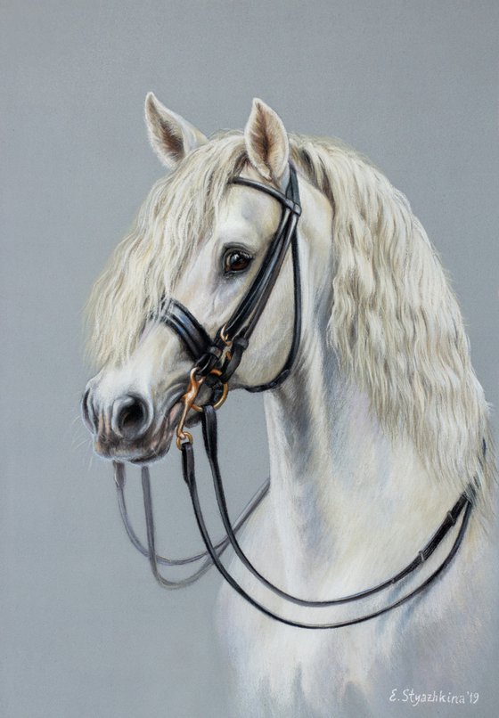 Maximus White Andalusian horse