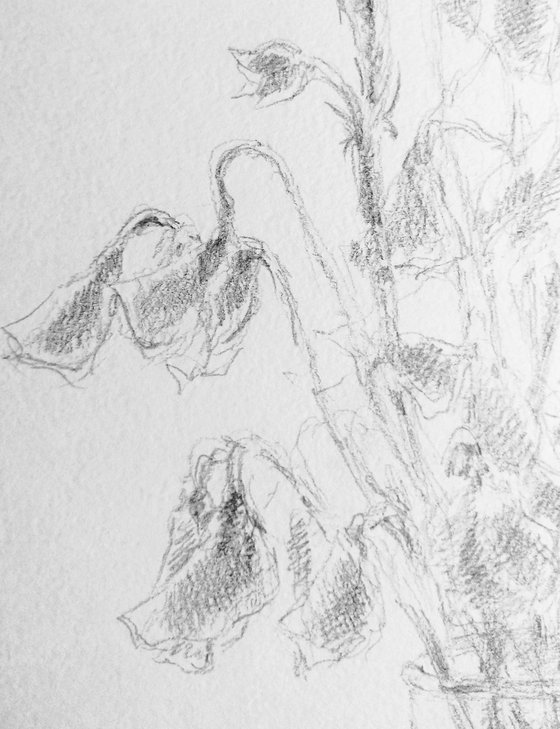 Sweet pea #4 - Still life. Original pencil drawing