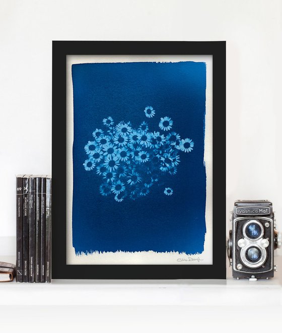 Daisies (cyanotype)