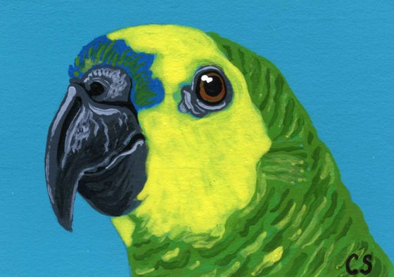 ACEO ATC Original Miniature Painting Amazon Parrot Pet Bird Art-Carla Smale