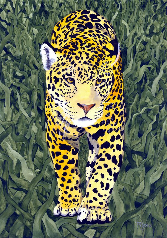 Jungle Cat 07