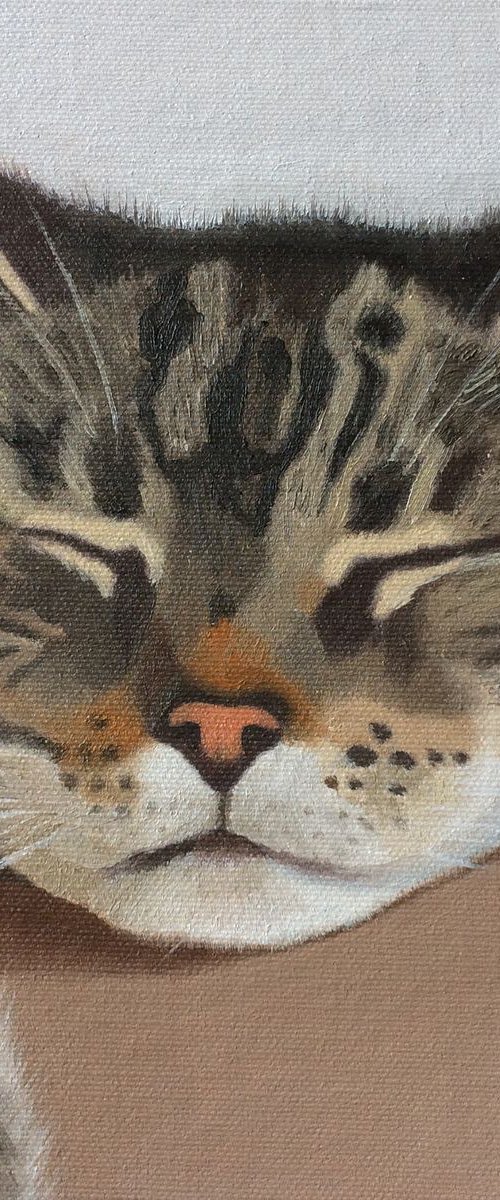Cat Nap by Jill Ann Harper
