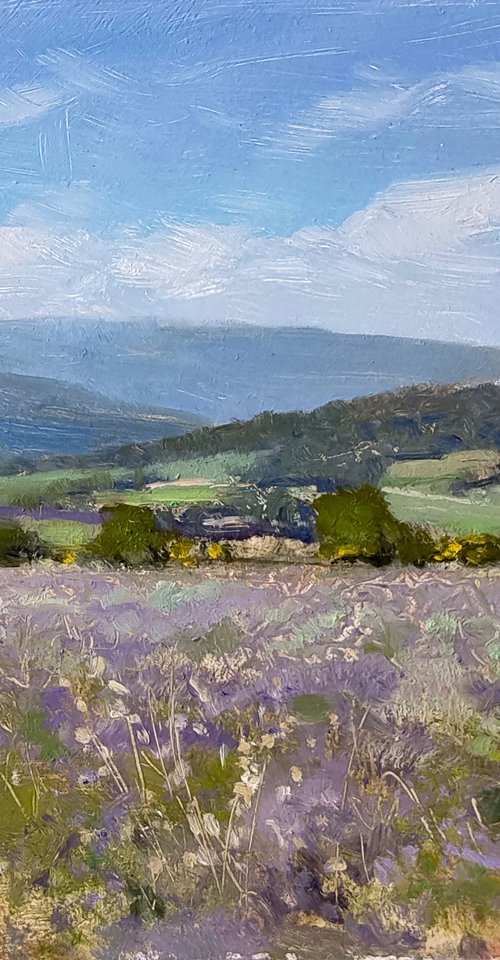 Lavender Field near the Ventoux by Pascal Giroud