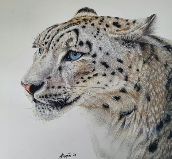 'Contemplation' - a Snow Leopard portrait