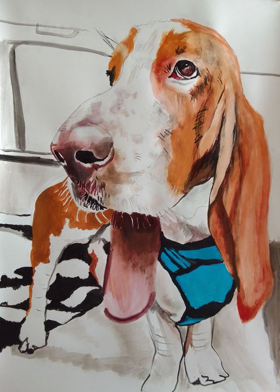 Bassethound