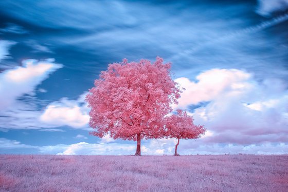 Two trees in infrared