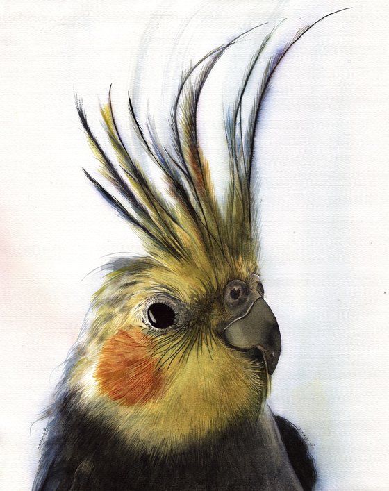 BIRD CCXXVI - Cockatiel