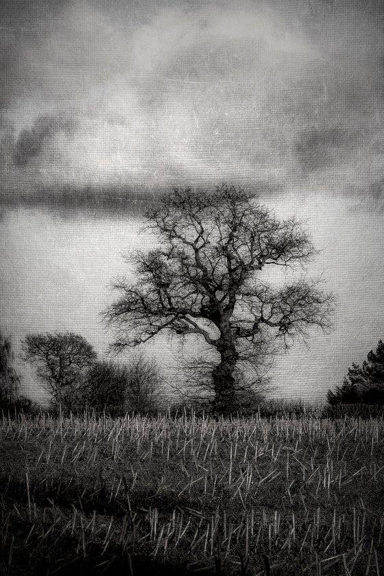 Tree and Stubble