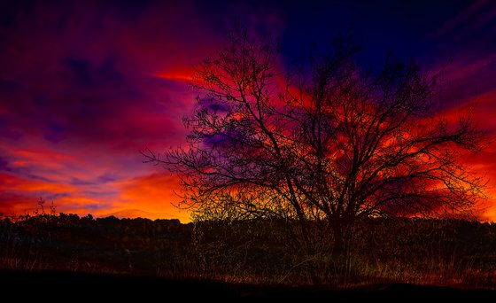 Lonely Tree Limited Edition Photograph #2/50