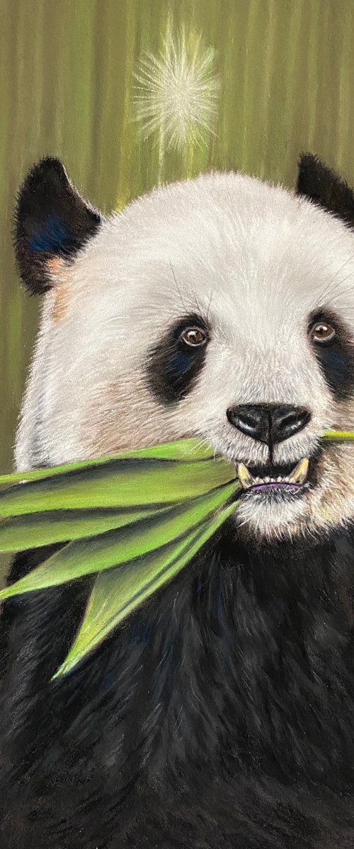 Giant panda by Maxine Taylor