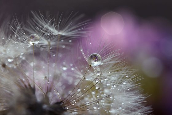 Dandelion glow