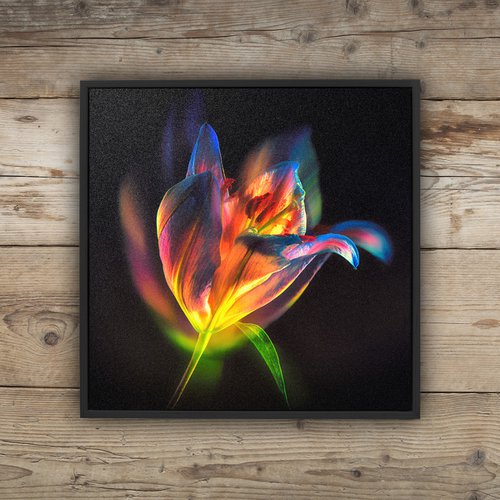 Lilies #2 Abstract Multiple Exposure Photography of Dyed Lilies Limited Edition Framed Print on Aluminium #2/10 by Graham Briggs