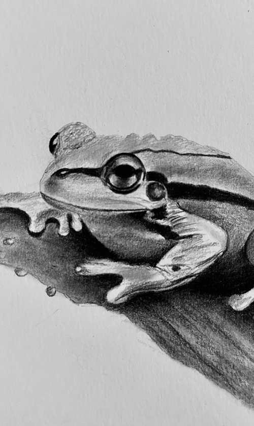 Tree frog by Maxine Taylor